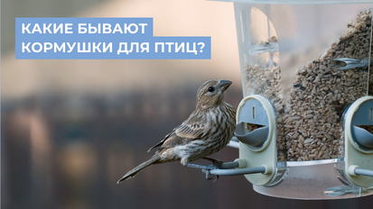 Пора делать кормушку для птиц - Онлайн кормушка для птиц